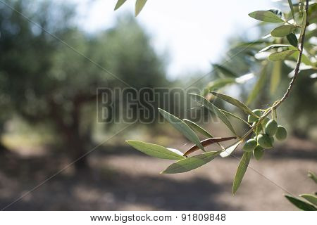 Olive Branches