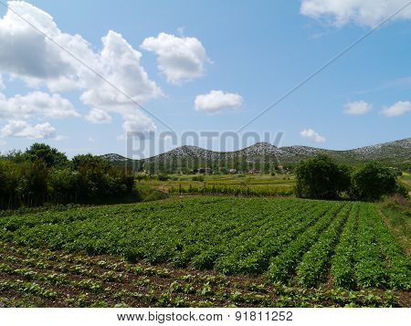 Agriculture near Vrana in Croatia