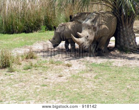 Rhinoceri