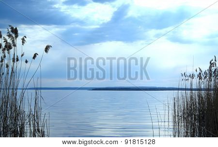 Reeds in the river