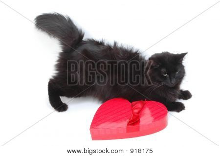 Romantique Cat 5