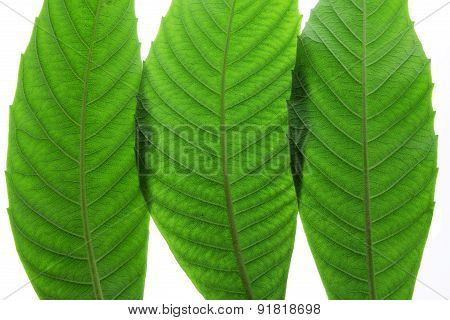 Ash Tree Leaves