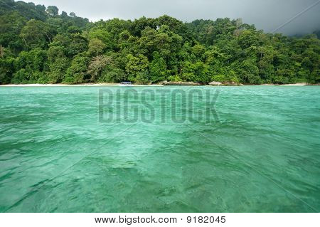 Wild trooppisia