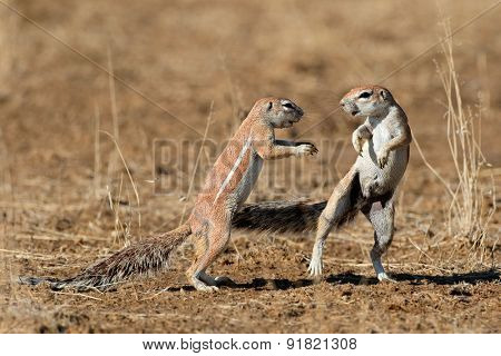 Two ground squirrels (Xerus inaurus) playing, Kalahari desert, South Africa