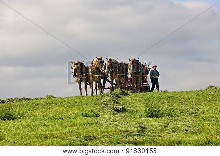 SUGARCREEK, OH - MAY 19,2015:  An Amish  man walking around his cultivator to his team of four horses. 