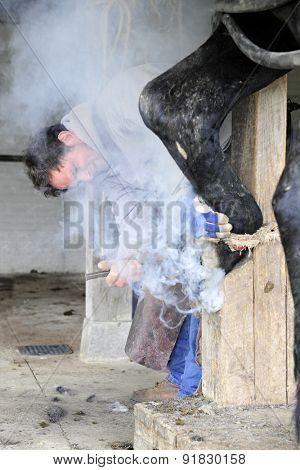 SUGARCREEK, OH - MAY 21, 2015:  Smoke surrounding a blacksmith as he applies a hot shoe to a horse's hoof.