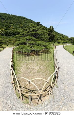Japanese garden