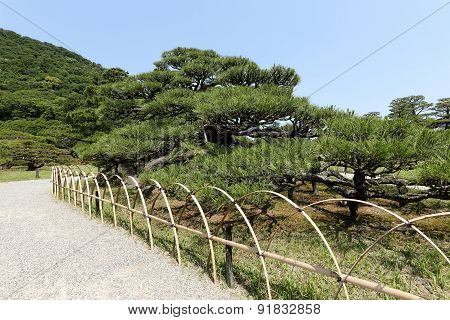 Japanese garden