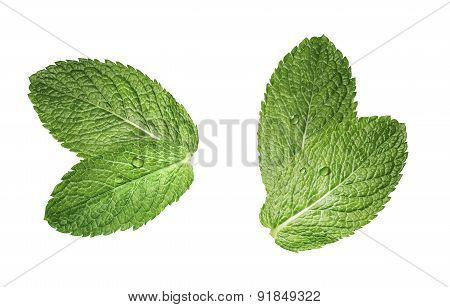 Two Double Mint Leaves Composition Isolated On White