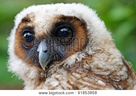 Ural Owl Or Strix Uralensis Bird