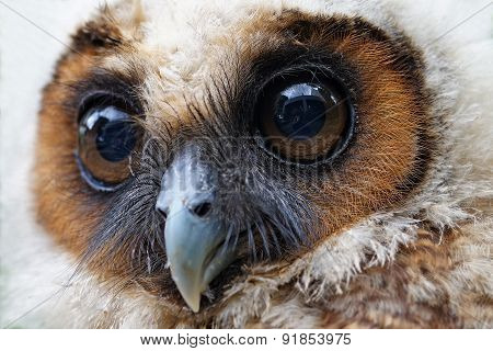 Ural Owl Or Strix Uralensis Bird