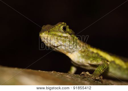 Small lizard, reptile in the wood