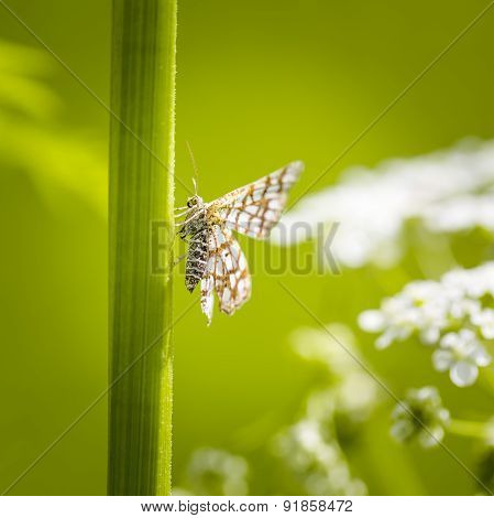 Beautiful Butterfly Sitting On Grass Leaf