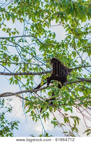 Langur sitting on tree branch