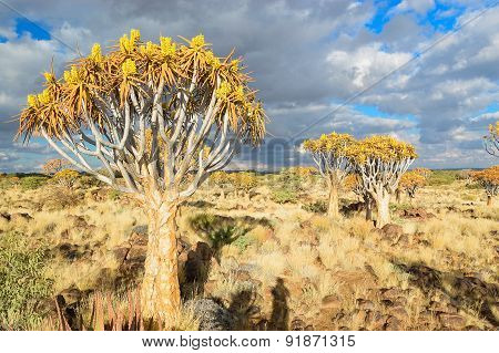 Quiver tree forest landscape. Kokerbooms in Namibia, Africa. African nature