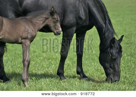 Pferd