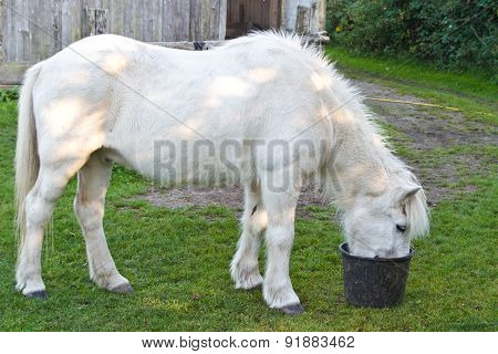 Girl With A White Horse In Denmark