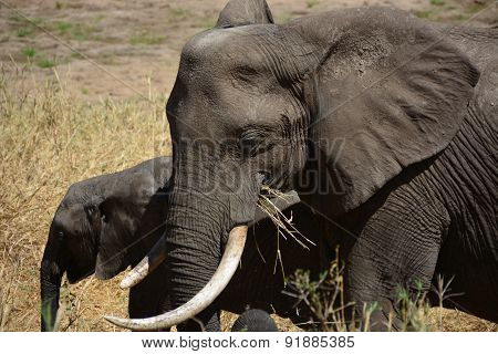 Elephants walking in a river bed