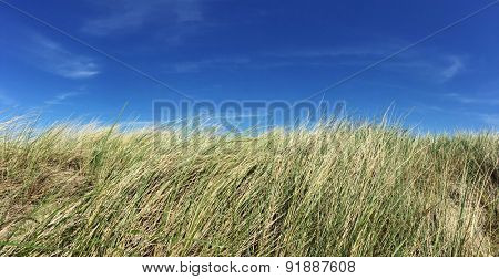 Marram grass in front of bright blue sky