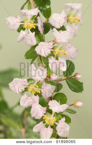 Barbados Cherry (malpighia Oxycocca)