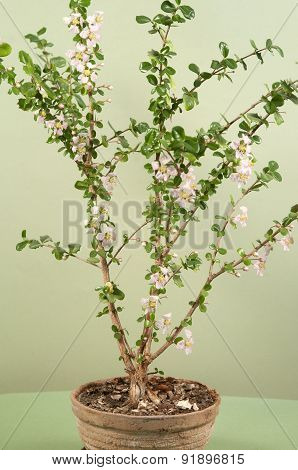 Barbados Cherry (malpighia Oxycocca) Flowering