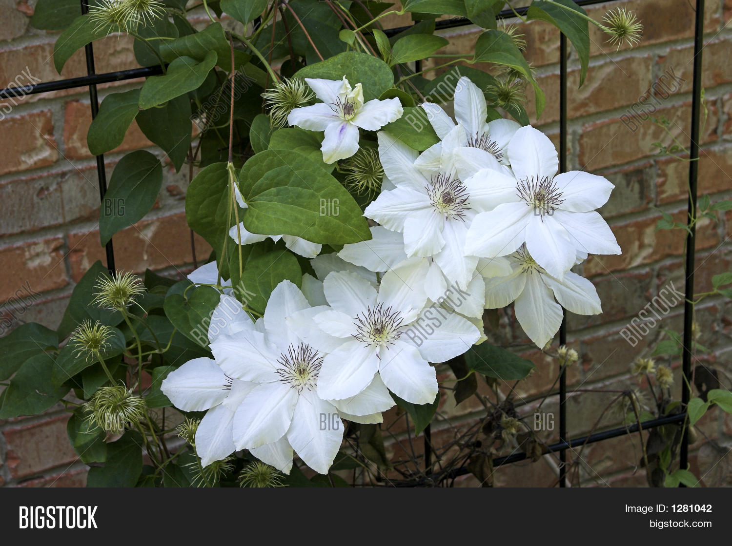 Snow White Clematis Image & Photo (Free Trial) Bigstock