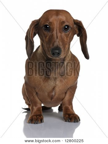 Daschund, 1 anno di età, seduta di fronte a sfondo bianco