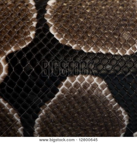 Scale di close-up di serpente di Python regius