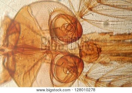 Extreme micro photography view of mosquito head and mouth parts