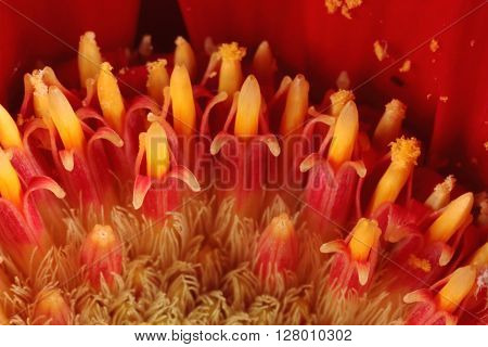 Extreme close up internal parts of flower in bloom