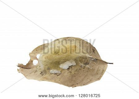 Close Up of worm cocoons nests in leaves isolate on white.
