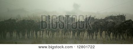 Mandria di GNU, Tanzania, Africa