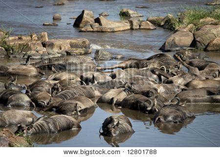 GNU morti nel fiume, Tanzania, Africa
