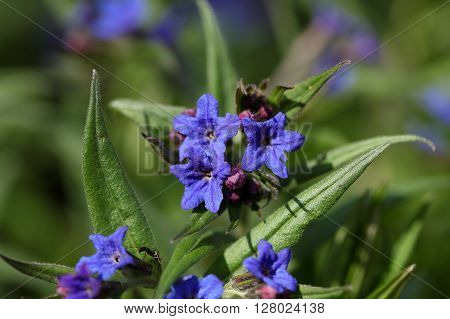 Flowers of Purple Gromwell Lithospermum purpurocaeruleum. A medical plant from Europe and Asia.