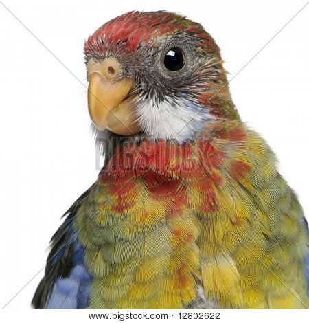 Platycercus eximius, Platycercus eximius, 5 semanas, frente a fondo blanco