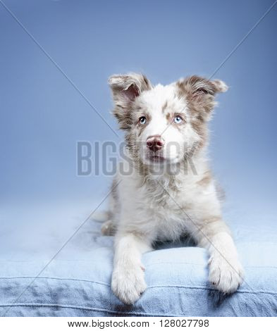 blue-eyed marble puppy border collie on blue background
