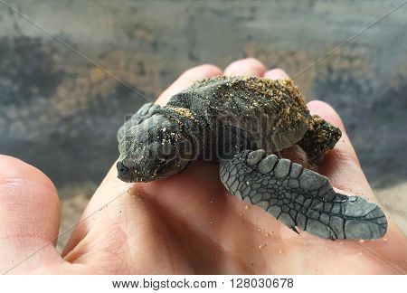 Small turtle in human hand, olive ridley sea turtle, Hand holding newly hatched baby turtle