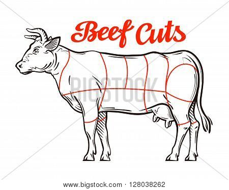 vector beef chart. meat cuts or butcher shop