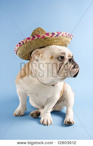 French bulldog sombrero portant sur fond bleu, regardant au large sur le côté.