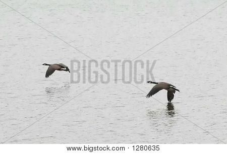 Ptáci nad jezero