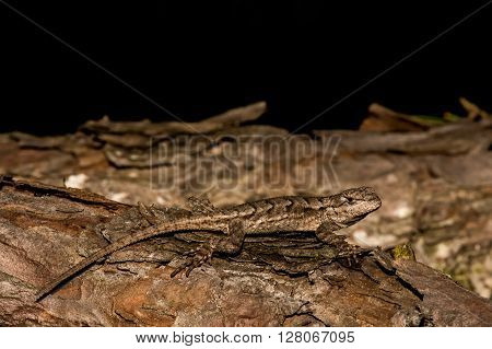 A close up of a baby Eastern Fence Lizard.