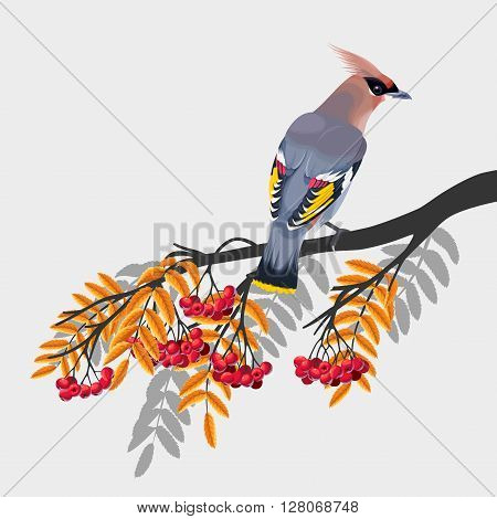Vector illustration of waxwing on rowan branch on watercolor background