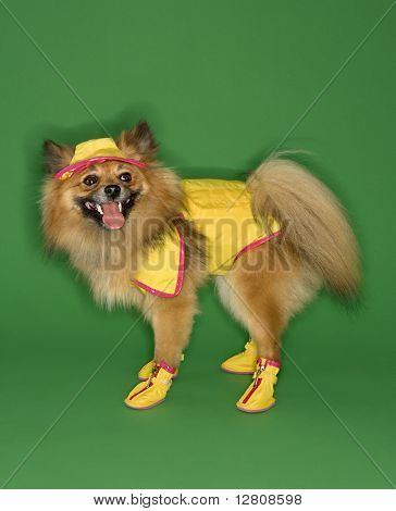 Kahverengi Pomeranian köpek giyen yağmur dişli.