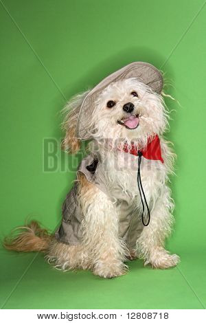 Cão pequeno fofo com roupa de safári.