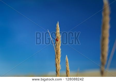 Ladybug on a cone with the blue sky at a background.