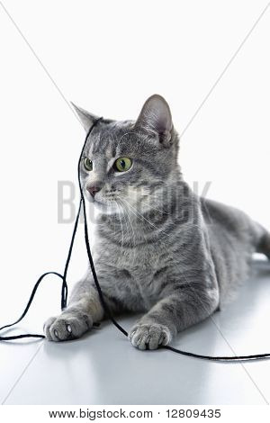 Gato listrado cinzento jogando com a seqüência de caracteres.