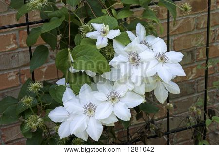 Kar beyaz akasma Bloom