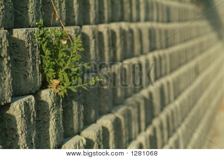 Persistance