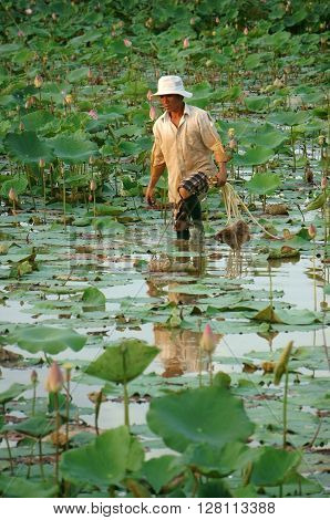 Vietnamese Farmer Crop Lotus Flower