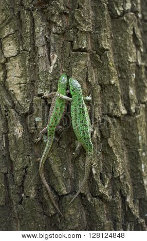 Lizard in nature sitting on a tree.